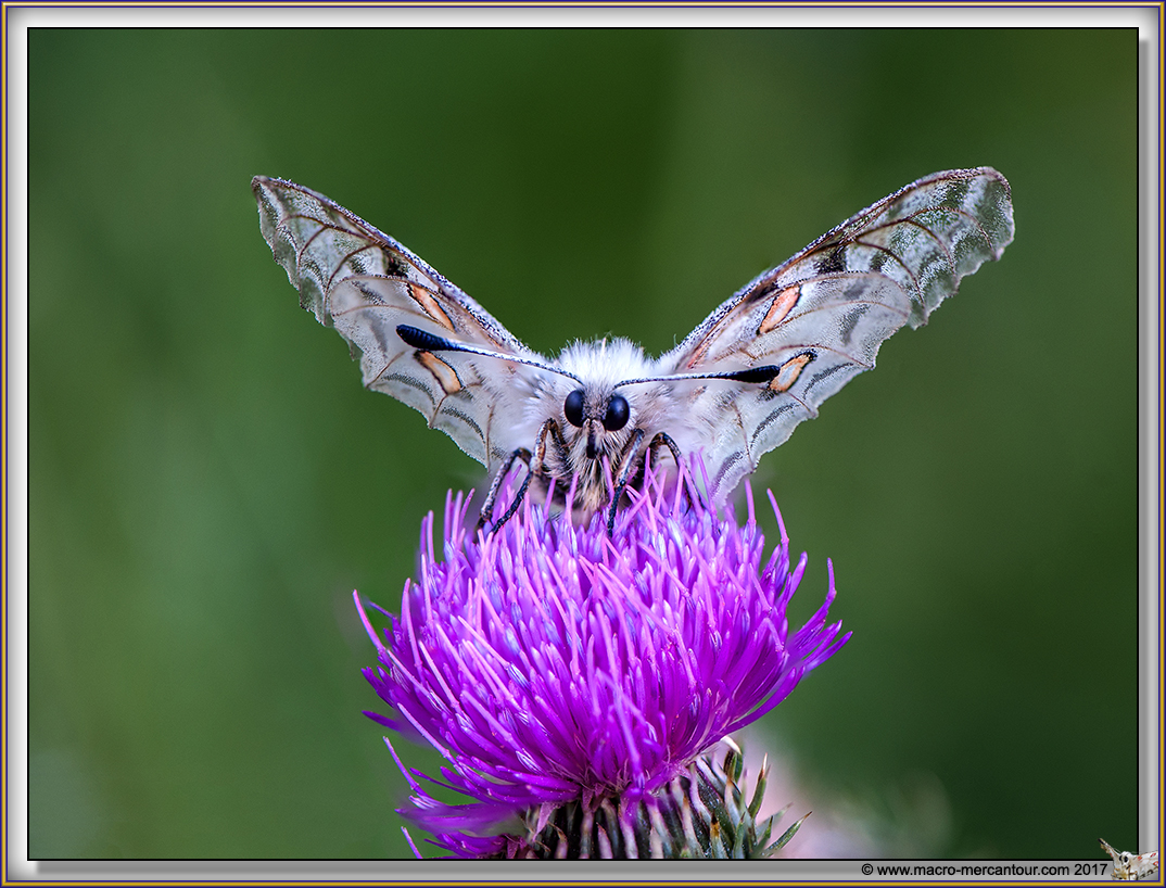 Apollon sur Cyrse