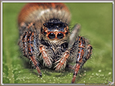 Araignée sauteuse