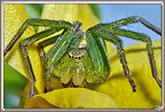 Sparassidae
