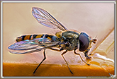 Syrphe