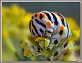 Chenille du Machaon