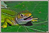 Lézard vert