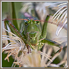 Sauterelle verte