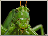 Sauterelle verte