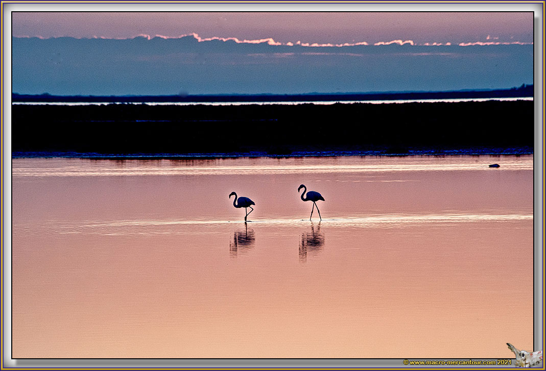 Flamants roses