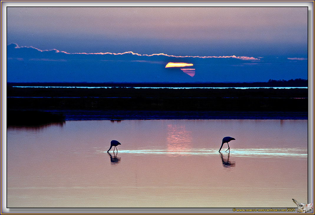 04-FLAMANT-ROSE_41945+++-L4