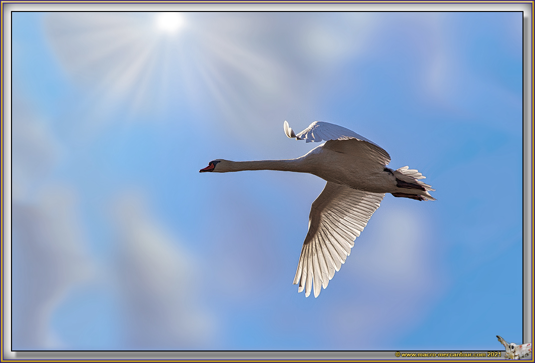 Cygne