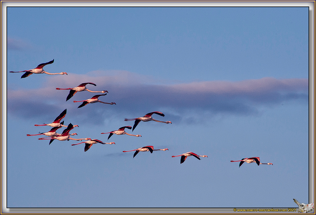Flamants roses