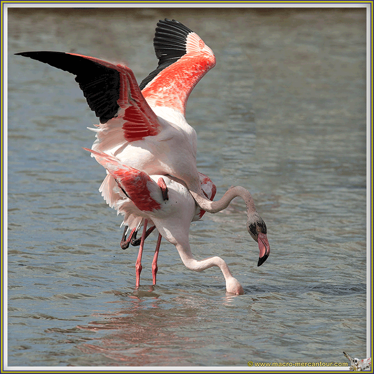 Flamants roses