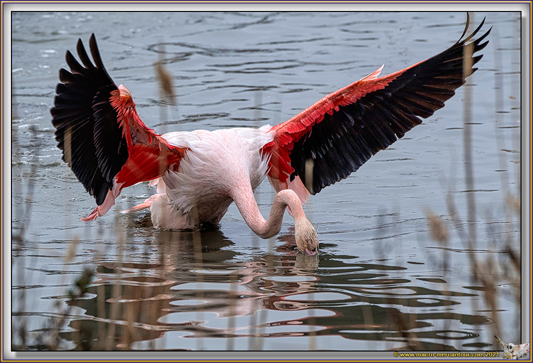 Flamants roses
