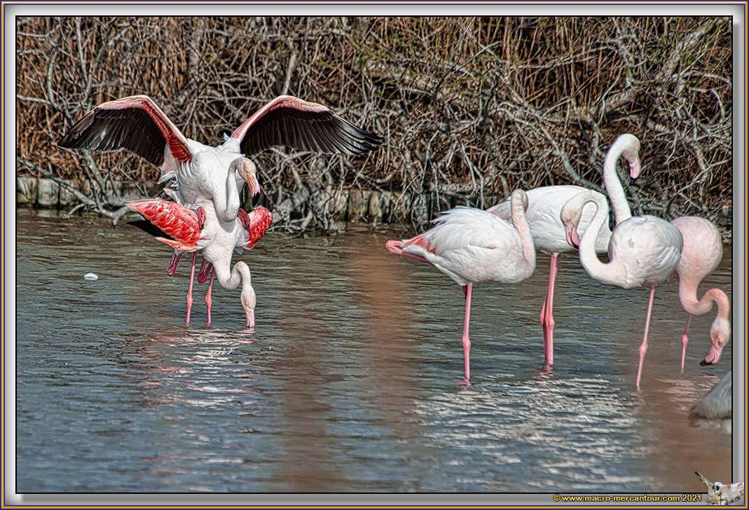 Flamants roses