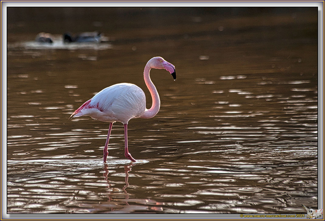 Flamants roses