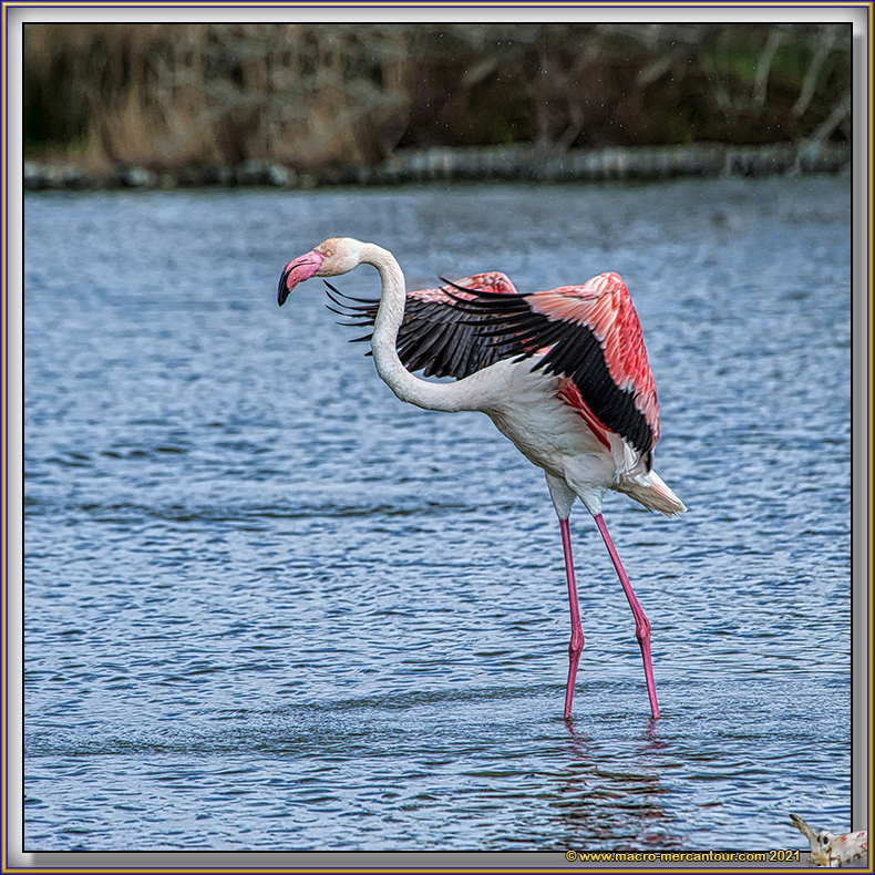 Flamants roses