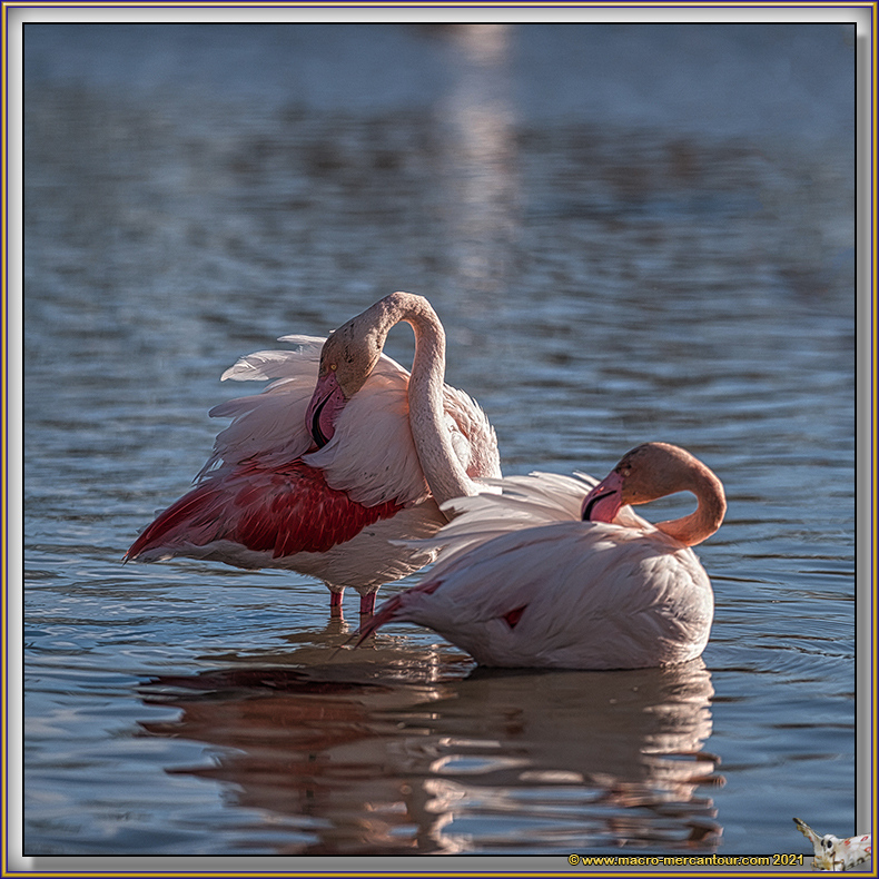 Flamants roses