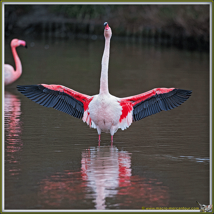 Flamants roses