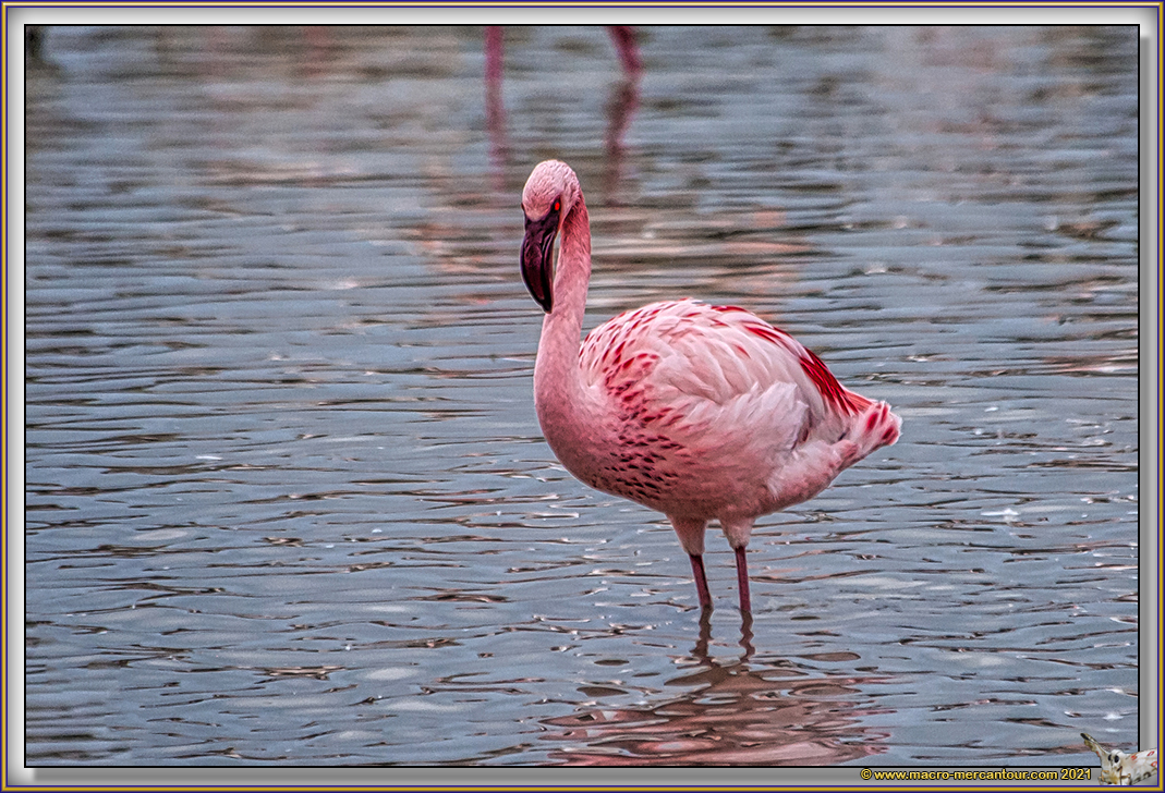 Flamant nain