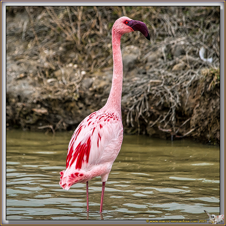 Flamant nain