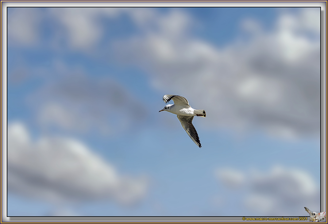 Mouette