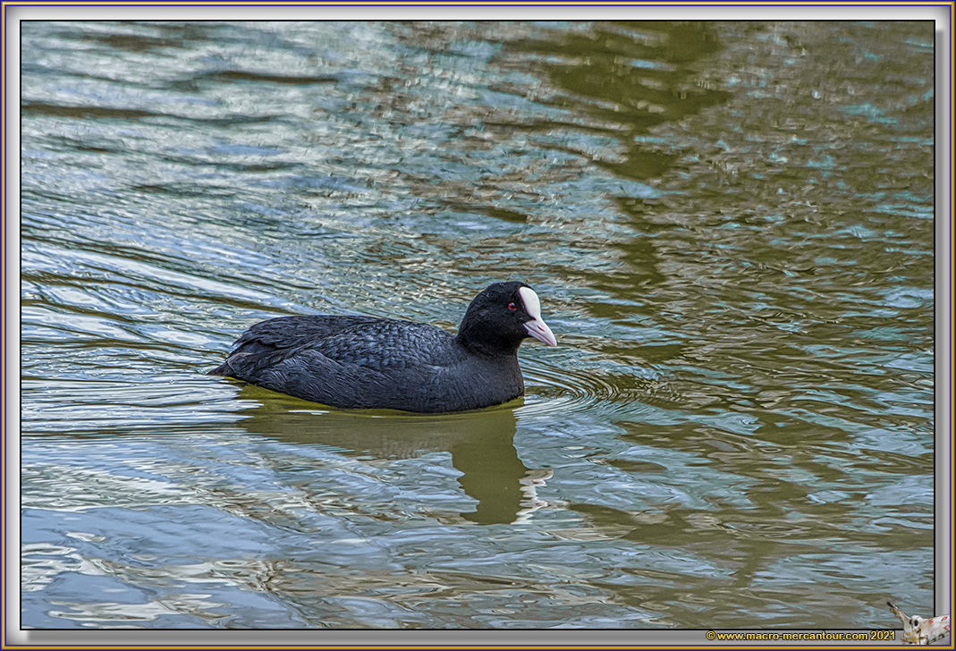 Foulque Macroule