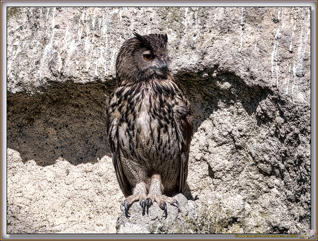 Grand Duc