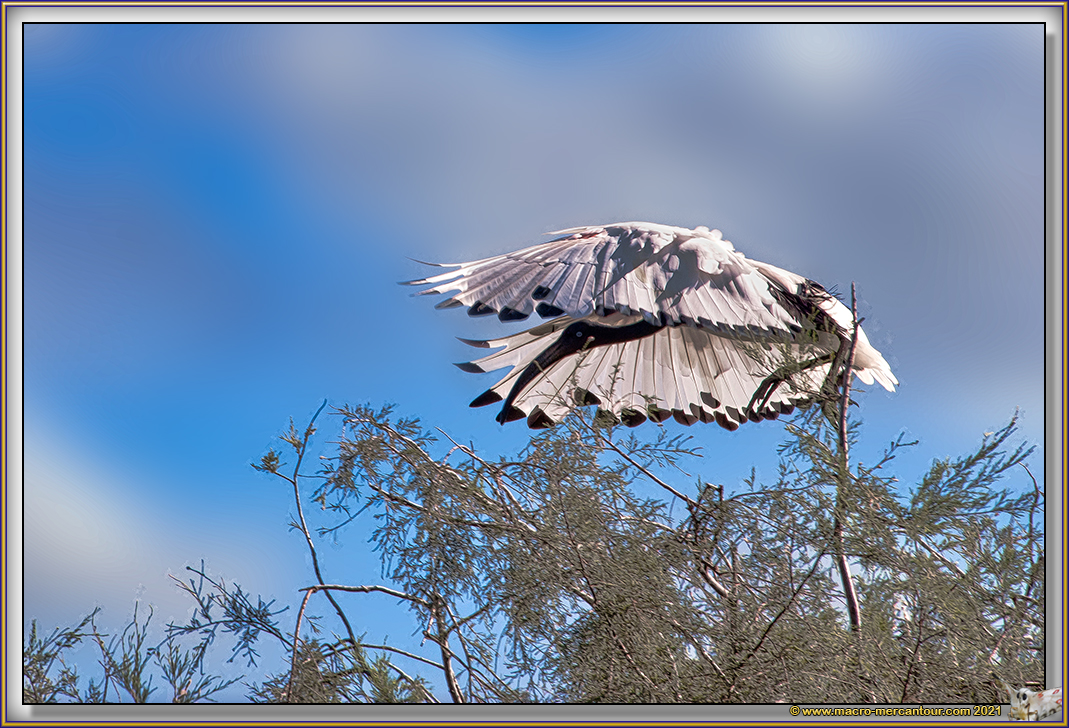 Ibis