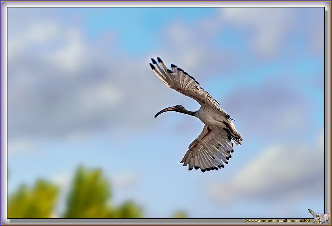 Ibis