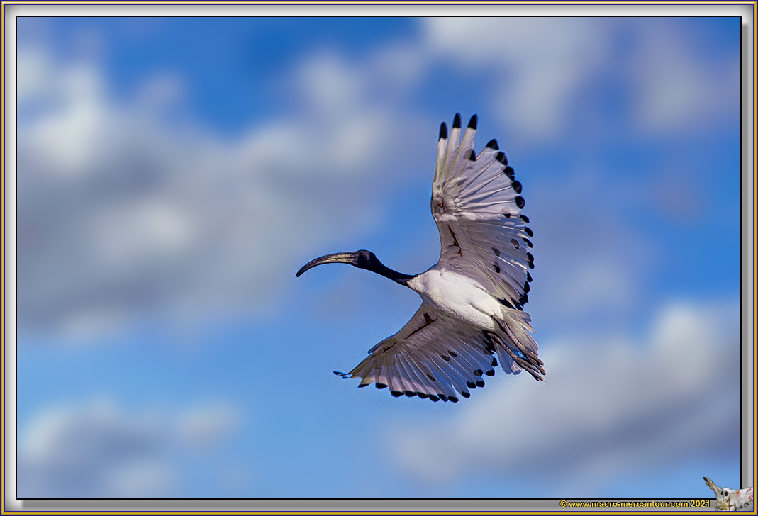 Ibis
