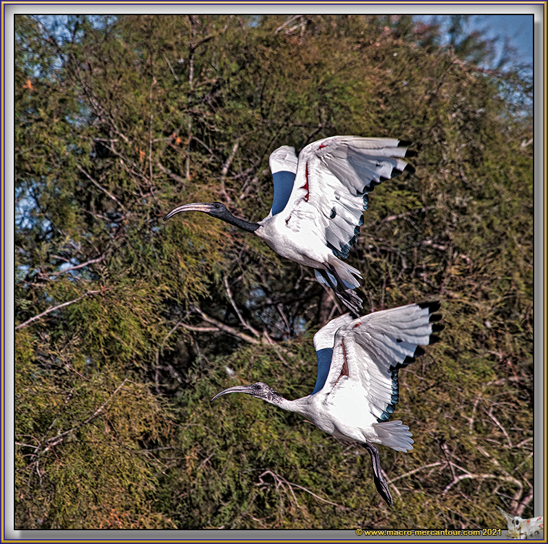 Ibis