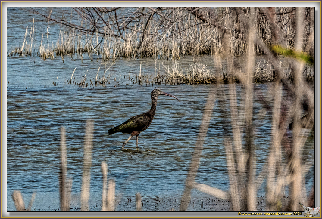 Ibis Falcinelle