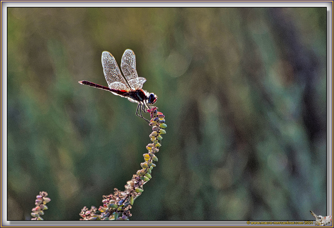 Libellule (Sympetrum)