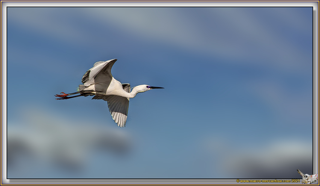 Aigrette garzette
