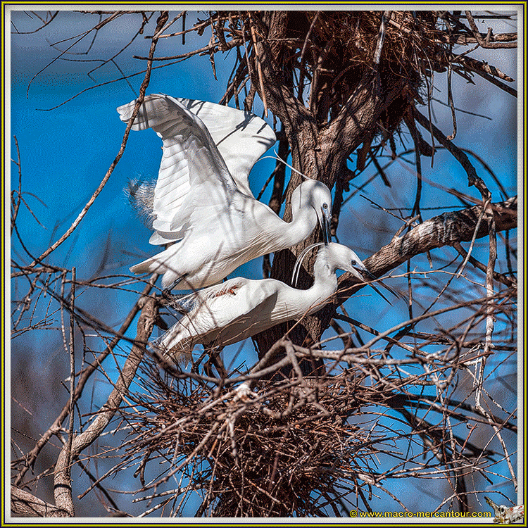 Aigrette garzette