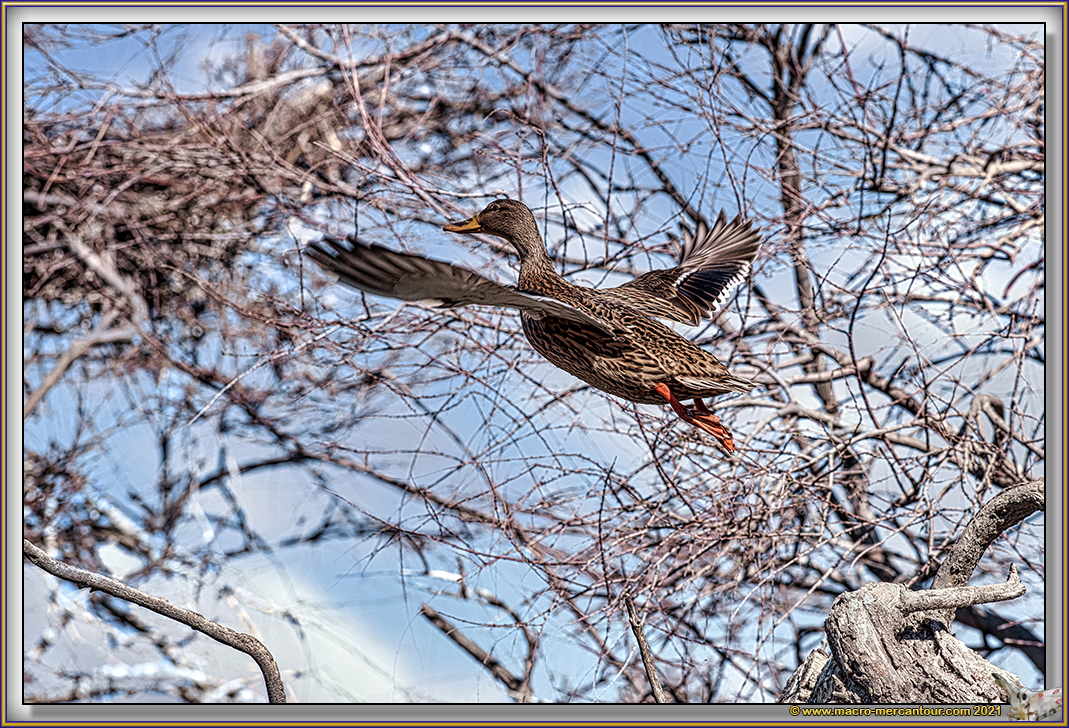 Canard Colvert