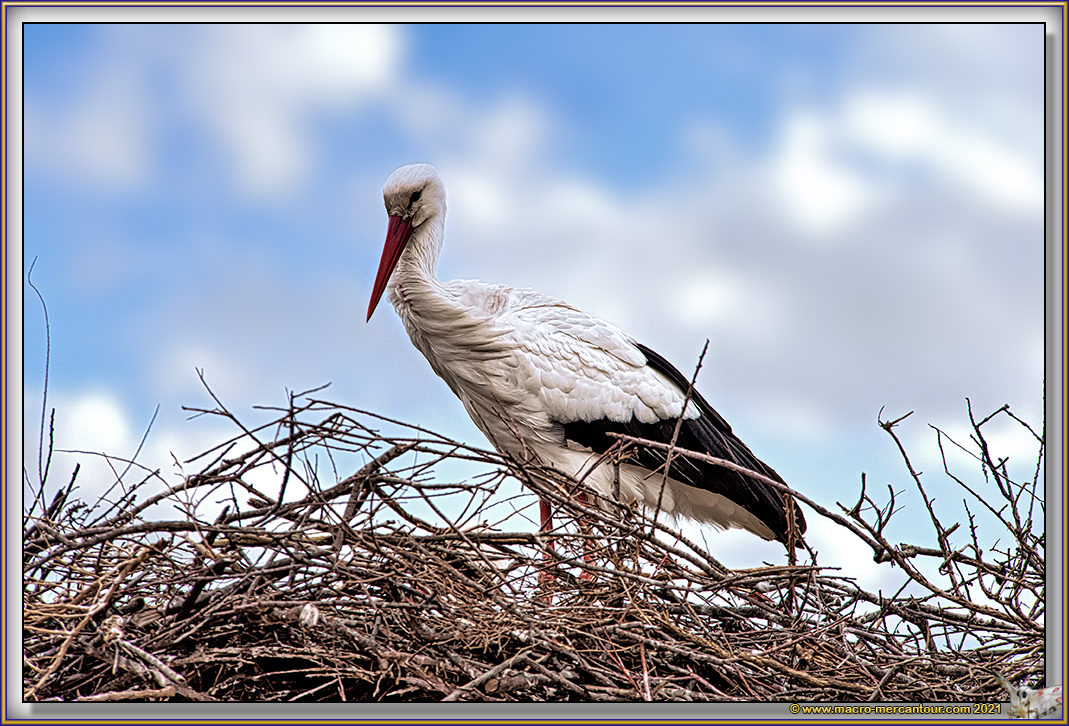 Cigogne