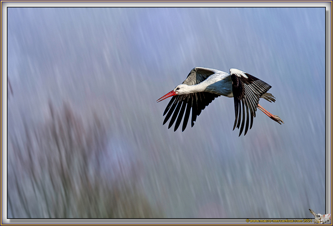 Cigogne