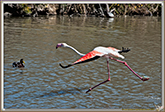 FLAMANT ROSE