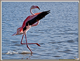 FLAMANT ROSE