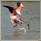 FLAMANT ROSE