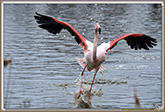 FLAMANT ROSE