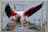 FLAMANT ROSE