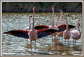 FLAMANT ROSE