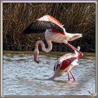 FLAMANT ROSE