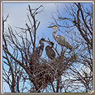 HERONS CENDRES