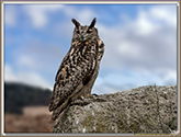GRAND DUC