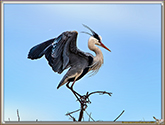 HERONS CENDRES