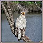 VAUTOUR PERCNOPTERE