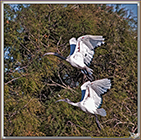 IBIS