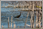 IBIS FALCINELLE