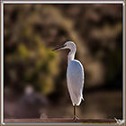 AIGRETTE GARZETTE