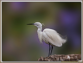 AIGRETTE GARZETTE